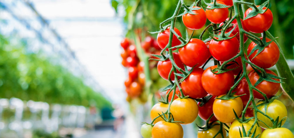 Providing Specialised Additives Formulation for Enhanced Agricultural Nutrition
