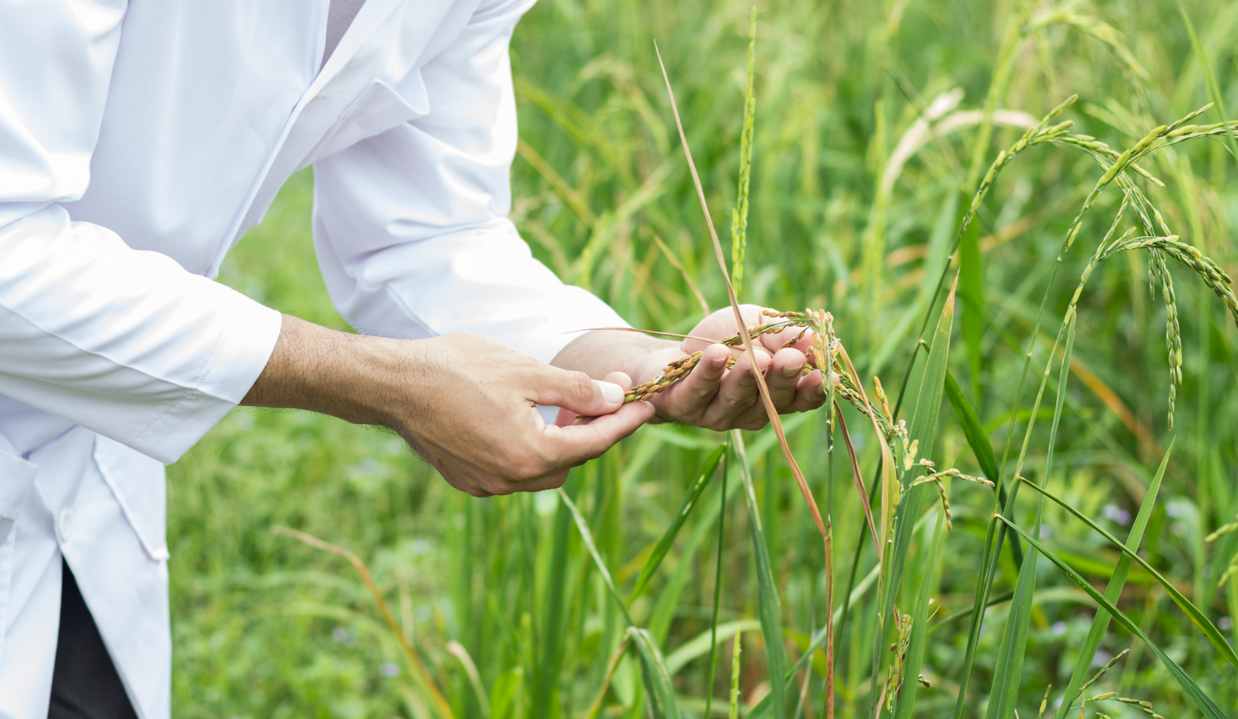 Биотехнология в защите леса. Травы лекари. Растения и человек. Человек дерево деде косвара. Лекарственная марихуана.