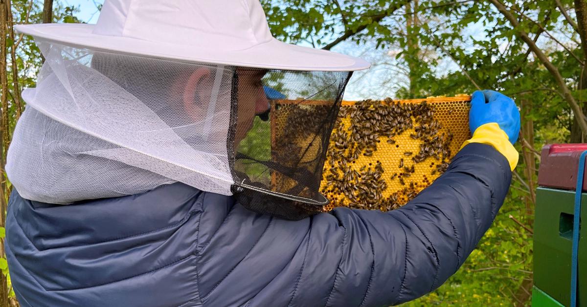 Behn Meyer's Corporate Initiative: Saving the Mellifera Bees and ...