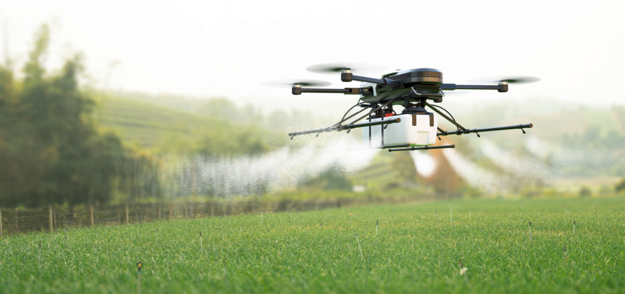 Drone spraying pesticide on wheat field. Crop protection technology using drone.