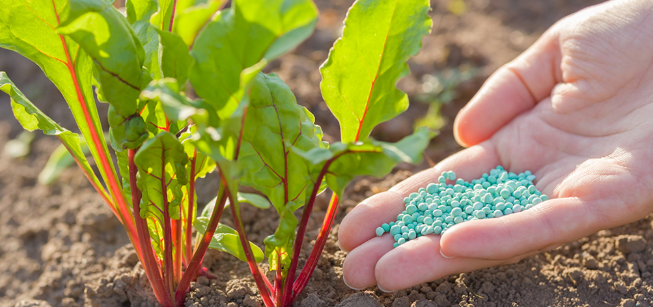 Young adult woman palm holding complex fertiliser granules for beets. Fetilizer closeup. Root feeding of vegetable plants.