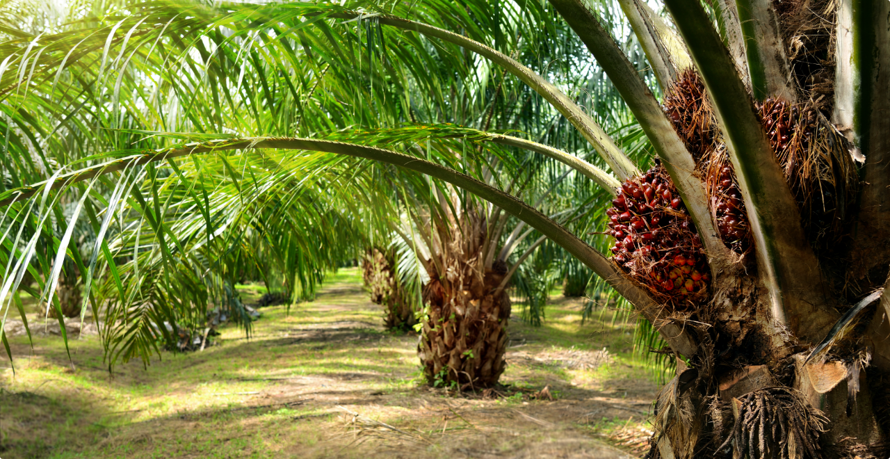 Palm oil plantation growing up. Healthy palm tree in a plantation.