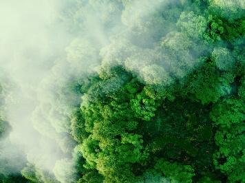 Aerial drone shot of green trees in a forest with cold mist.